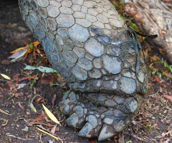Reuzenschildpad Dierentuin — Stockfoto