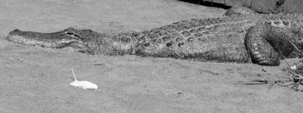 Аллигатор Крокодилы Рода Alligator Семейства Alligatoridae — стоковое фото