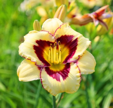 Kapalı - bahçede güzel bir çiçek.