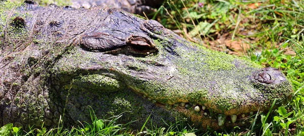 Ein Alligator Ist Ein Krokodil Der Gattung Alligator Der Familie — Stockfoto
