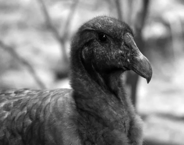 Retrato Close Jovem Pássaro Preto Zoológico — Fotografia de Stock