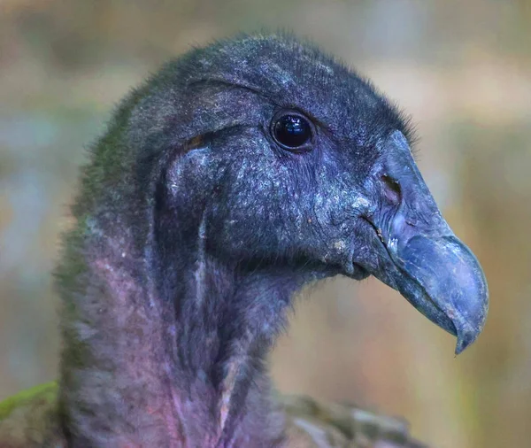portrait close up of young black bird in zoo