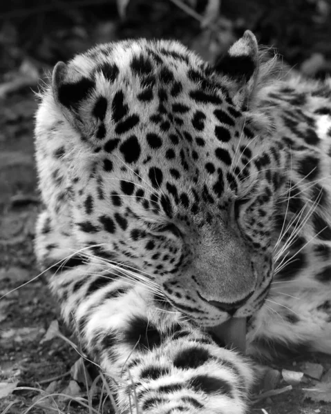 Portrait Beautiful Majestic Leopard Wildlife — Stock Photo, Image