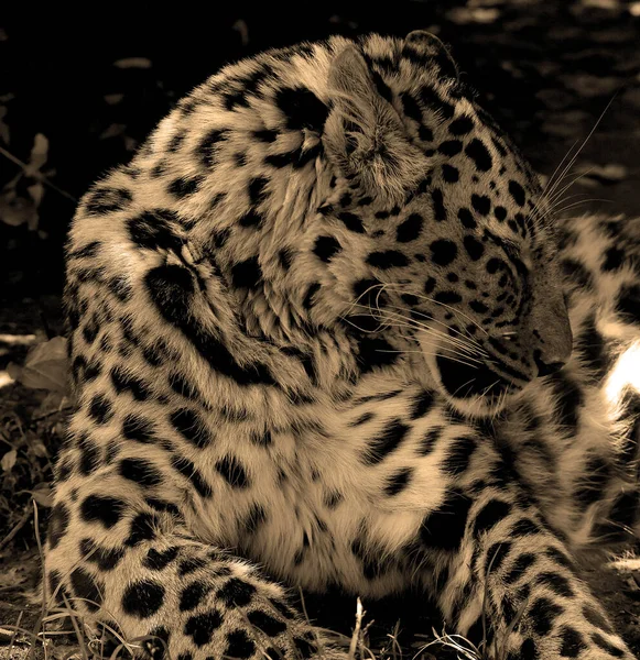 Retrato Belo Leopardo Majestoso Vida Selvagem — Fotografia de Stock