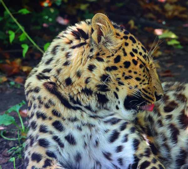 野生动物中美丽雄伟的豹的肖像 — 图库照片