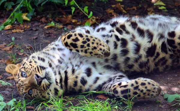 Retrato Hermoso Leopardo Majestuoso Vida Silvestre —  Fotos de Stock