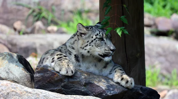 Porträt Eines Majestätischen Leoparden Der Tierwelt — Stockfoto
