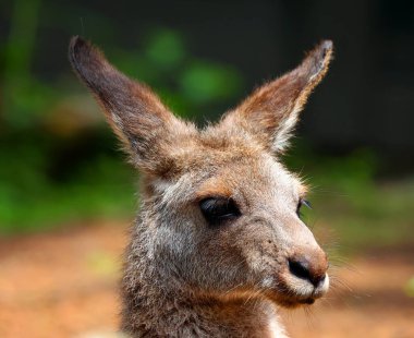 Genç ve sevimli bir kangurunun yanına. 