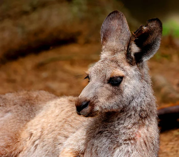 close up of a young cute kangaroo