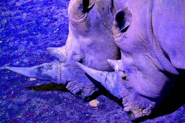 Rhinoceros Sign Illustration Pop Art Background Icon Color Spots — 图库照片