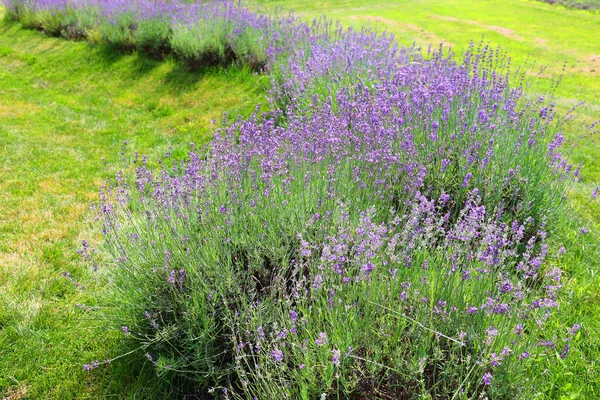 Lavender Field Countryside Daytime — Stock Photo, Image