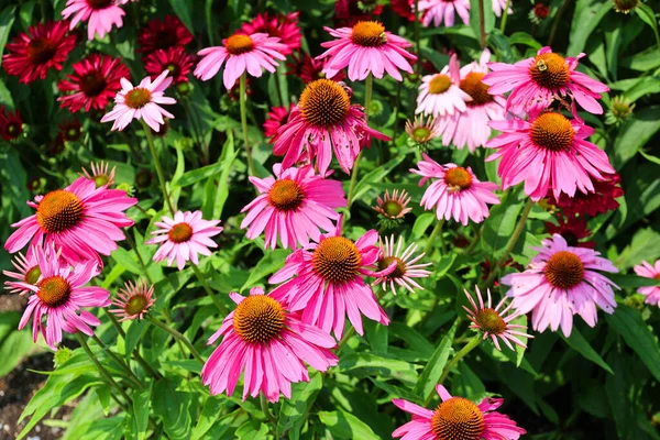 Bahçedeki güzel pembe çiçekler