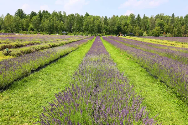Lavender Field Countryside Daytime — Stock Photo, Image