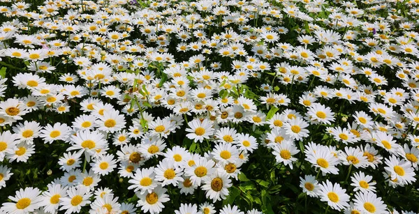 Beyaz Papatya Tarlaları Bahçede Güzel Çiçekler — Stok fotoğraf