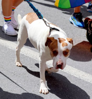 MONTREAL QUEBEC CANADA 08: 13: 23: Montreal Onur Kutlamaları Toplum Günü 'ne katılanlar. Bu etkinliğin içermesi, eğitmesi ve eğlendirmesi...