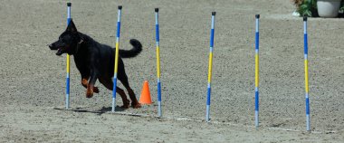 Köpek çeviklik eğitimi alıyor.