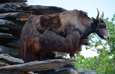 Tibet öküzü, Orta Asya 'nın güneyindeki Himalaya bölgesinde bulunan uzun saçlı bir bovid türüdür.