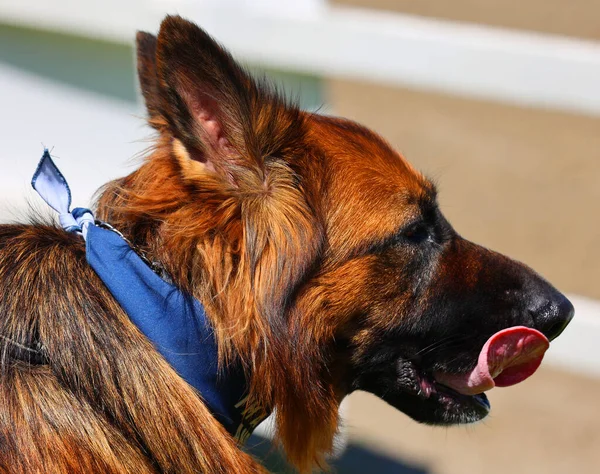 美しいドイツのシェパード犬屋外のクローズアップビュー — ストック写真
