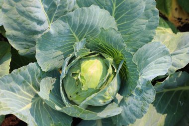 Lahana ya da başlıklı lahana (Brassica oleracea 'nın çeşitli ekinlerinden oluşur), sık yapraklı kafaları için yıllık bir sebze mahsulü olarak yetiştirilen yeşil ya da mor bienal bitkidir..