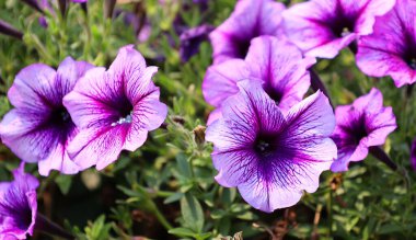 Petunia, Güney Amerika kökenli 20 bitki türünden biridir.