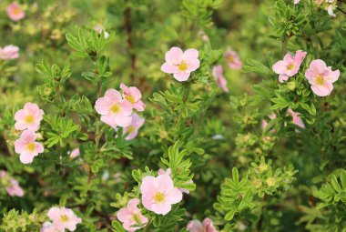 Bahçedeki güzel pembe gül çiçekleri