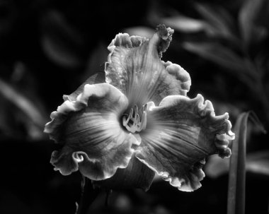 Bahçedeki güzel zambak çiçeklerinin siyah beyaz görüntüsü