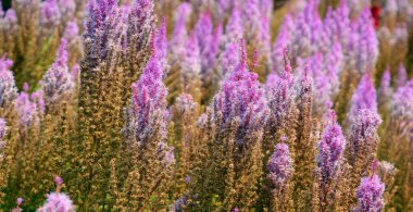 Agastache rugosa, ayrıca buruşuk dev hyssop, Kore nanesi, mor dev hyssop, Hint nanesi ve Çin silhat otu olarak da bilinir.