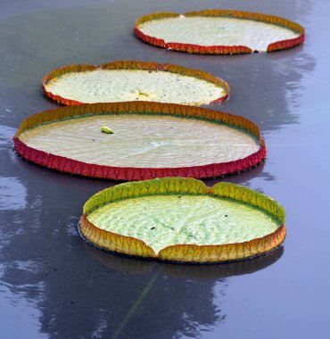 Victoria amazonica, nilüfergiller (Nymphaeaceae) familyasından bir bitki türü. Guyana 'nın ulusal çiçeği..