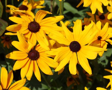 Rudbeckia, ayçiçeği familyasından bir bitki türü. Bu tür genellikle koni çiçekleri ve siyah gözlü susanlar olarak adlandırılır.