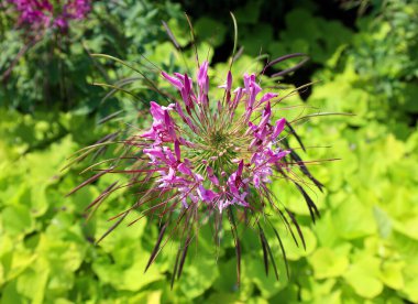 Cleome, Cleomaceae familyasından bir bitki cinsidir ve genellikle örümcek çiçekleri, örümcek bitkileri, örümcek otları veya arı bitkileri olarak bilinir.