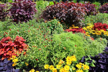 Bahçedeki renkli çiçekler ve bitkiler    