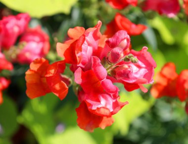 Bahçedeki güzel kırmızı çiçekler