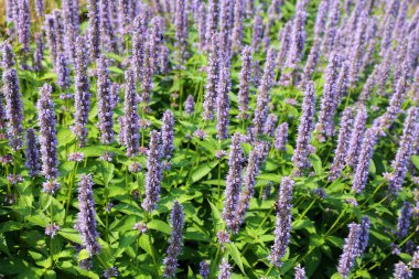 Agastache rugosa, ayrıca buruşuk dev hyssop, Kore nanesi, mor dev hyssop, Hint nanesi ve Çin silhat otu olarak da bilinir.