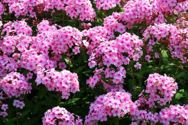 Phlox subulata, Polemoniaceae familyasından Doğu ve Orta Amerika 'da yetişen ve yaygın olarak yetiştirilen bir bitki türüdür..