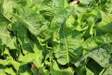 Yabanturpu keskin tadı ve kokusuyla bilinen bir sebzedir. Binlerce yıldır, tipik bir baharat olarak ama aynı zamanda tıbbi amaçlar için de kullanılmaktadır.