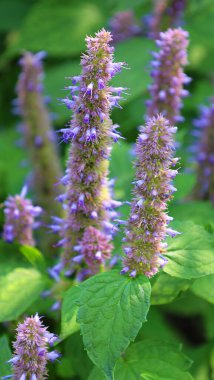 Agastache rugosa, ayrıca buruşuk dev hyssop, Kore nanesi, mor dev hyssop, Hint nanesi ve Çin silhat otu olarak da bilinir.