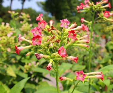 Tütün, Nicotiana cinsi ve Solanaceae (itüzümü) familyasındaki birçok bitkinin ortak adıdır.