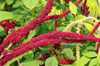 Milletler son derece değişken, küçük tohumlu otlardan oluşur.