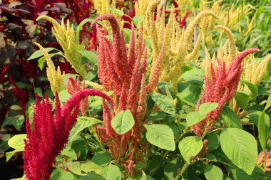 Milletler son derece değişken, küçük tohumlu otlardan oluşur.