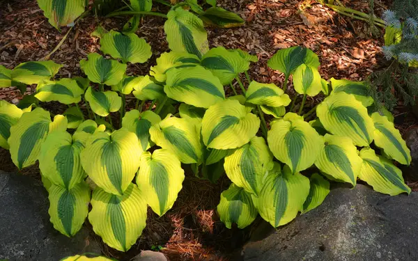 Green Leaves Plants Garden — Stock Photo, Image