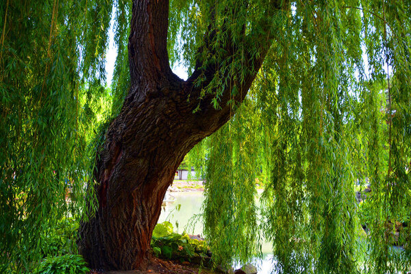 tree near lake with a beautiful green background