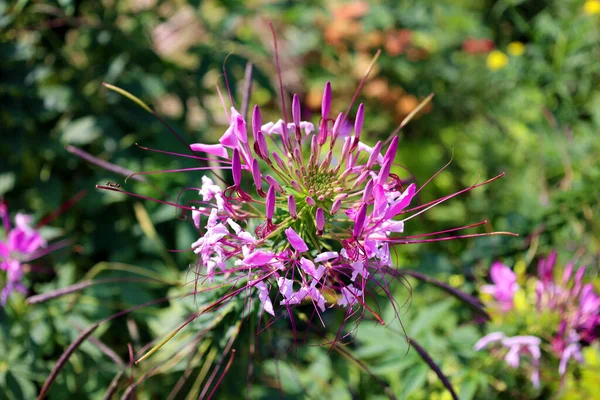 Cleome, Cleomaceae familyasından bir bitki cinsidir ve genellikle örümcek çiçekleri, örümcek bitkileri, örümcek otları veya arı bitkileri olarak bilinir.