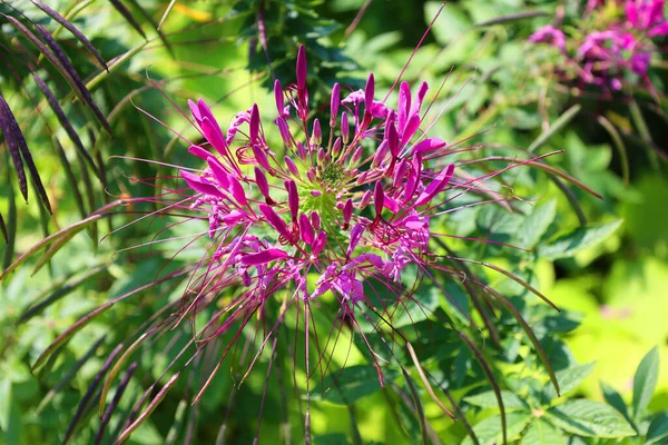Cleome Рід Квіткових Рослин Родині Cleomaceae Широко Відомих Павукоподібні Квіти — стокове фото