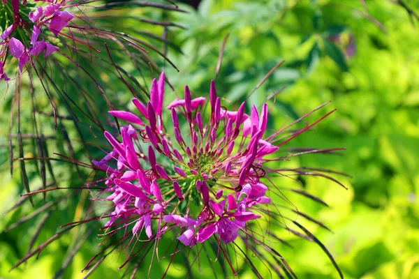Фіолетові Квіти Зеленим Листям Саду — стокове фото