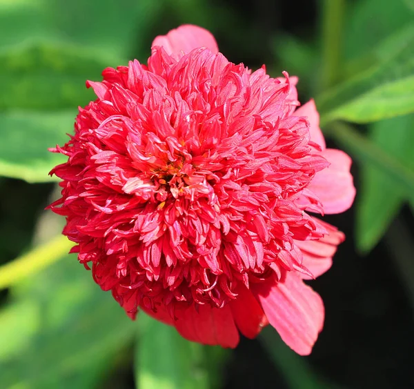 夏の晴れた日に庭で成長する美しい赤い花 — ストック写真