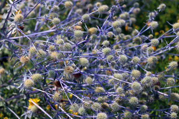 Eryngium Planum Μπλε Eryngo Flat Sea Holly Είναι Ένα Είδος — Φωτογραφία Αρχείου