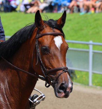 BROMONT QUEBEC Kanada 08 06 2023: Uluslararası Bromont. Uluslararası Bromont etkinlikleri, Quebec 'te uluslararası çapta atlama yapan tek etkinlik.. 