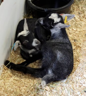 Hayvanat Bahçesi şirin keçi