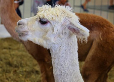 Hayvanat bahçesindeki sevimli alpakaları kapatın..          
