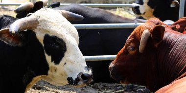 Aziz HYACINthe, QUEBEC, CANADA - 08 03 2023: Tarım Fuarı Saint-Hyacinthe. Çiftçilik yarışmasında inekler 